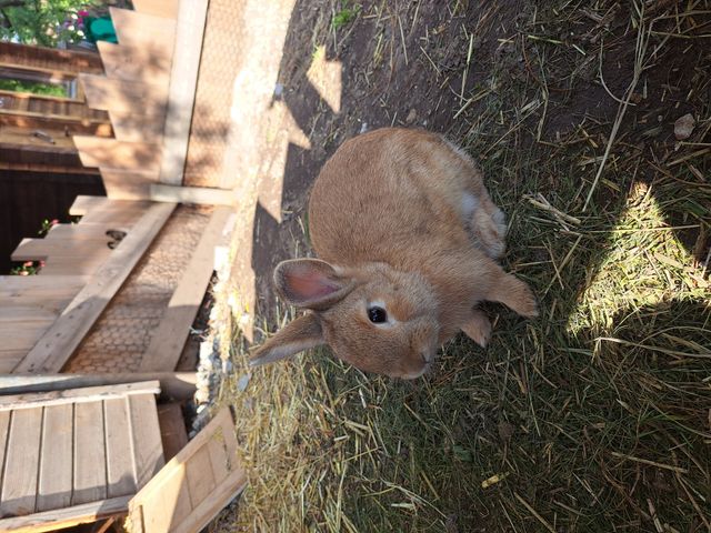 Appartements Leogang